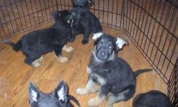 AKC 8 WEEK OLD LARGE BONE GERMAN SHEPHERD PUPPIES BLACK/TAN AND ALL BLACK-TOP WORKING AND SHOW LINES.GREAT FAMILY DOGS AND GREAT PROTECTORS.VET CHECKED HEALTH GUARANTEED,ALL SHOTS AND WORMED .PARENTS ON PREMISES. SIRE IS (102 LBS) AND DAM IS (91 LBS