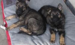 I HAVE 2 AKC GERMAN SHEPHERD PUPPIES BOTH FEMALES.MY MALE IS THE SIRE, THEY ARE PICKS OF THE LITTER,.GRAND PARENTS ARE INTERNATIONAL CHAMPIONS WORKING LINES ..BOTH ARE LARGE BONE FAMILY RAISE GREAT WITH CHILDREN..VET CHECKED HEALTH GUARANTEED,CALL FOR