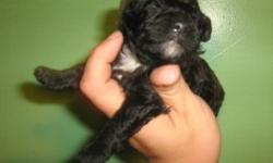 Lilly's 3rd an last litter 2 chunky lil boys one black with white and one so light cream he is almost white. The are AKC registered will have age appropriate shots and multiple worming. These boy are so adorable. mom is a small miniature who is a parti