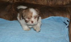 AKC Lhasa Apso puppy. It is a male. He is 8 weeks. He is ready to go. He has had his first shot. Worming is up tp date. He has a good health guarantee. His parents are here for you to meet. He loves to play. Give me a call if your interested in him. I am