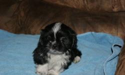 AKC Lhasa Apso puppy. It is a girl. She is 8 weeks and ready to go. She has had her first shot. Deworming is up tp date. She comes with a good health guarantee. Her parents are here for you to meet. She loves to play. Give me a call if your interested in