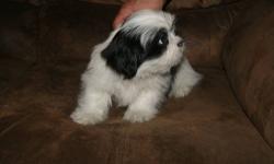 AKC Lhasa Apso puppy. It is a boy. He is 10 weeks and ready to go. He has had his first shot. Deworming is up tp date. He comes with a good health guarantee. His parents are here for you to meet. He loves to play. Give me a call if your interested in him.