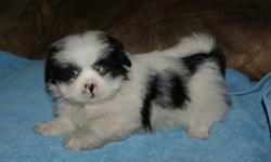 AKC Lhasa Apso puppy. It is a boy. He is 8 weeks and ready to go. He has had his first shot. Deworming is up tp date. He comes with a good health guarantee. His parents are here for you to meet. He loves to play. Give me a call if your interested in him.