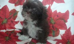 I have a beautiful litter of AKC Lhasa Apso's born October 13th . I have 1 female and 1 male available...
This is a hypo-allergenic and non-shedding breed of dog.
They have a nice pedigree with some champions behind them to insure they are to look as