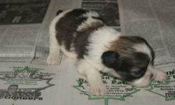 These are AKC PURE bred Lhasa Apso puppies !!!
We have a colorful and abstract litter of AKC Lhasa Apso puppies . There is one female left, she is a small & flashy parti colored pup in the first 2 pictures. This parti girl is 500.
Then there are 5 males