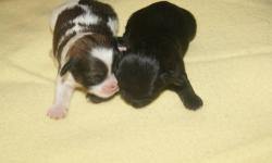 We have a litter of AKC Lhasa Apso puppies . There is one female left, she is the flashy parti colored pup next to to black pup in the first 2 pictures. This parti girl is 600.
Then there are 5 males Some black with a little white and 2 striking parti