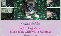 Gabriella was born on 1/28/13 at 4oz and should be around 4 to 4.5 pounds full grown. Gabriella is AKC registered and comes from Champion Davishall bloodlines! Her parents are Ginna and Angelo who are also AKC Registered, DNA tested, complete on all