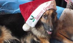 Fiona was recently purchased to be our first long hair German Shepherds. She was bred to an outstanding male named Storm ( pictured on here). She had her pups on Christmas Eve. They will be ready to go the middle od Feb. Deposits will be taken to hold the