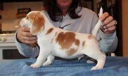 Beautiful Lemon and white, Blue eyed Beagle puppy. Born March 22, 2014 will be ready for new home May 18th. Comes with first set of vaccines,several dewormings, AKC puppy application/papers with full rights, 4 generation pedigree, Health guarantee, Vet