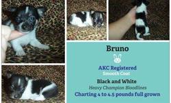 Franco and Bruno where born on 6/24/13 and they are charting around 4 to 4.5lbs full grown. Franco and Bruno are smooth coat, AKC registered little boys and have over 38 Champions in there bloodlines including lines from BK's, Jocals, Duval, and