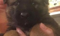 AKC Male German Shepherd Puppy. He is the last one of his litter. Pups come with AKC Limited Registration, Dew Claws removed. Will be Vet Checked, with Health Certificate, First Set of puppy Shots, series of de-Worming, and Micro-chipped. Also included is