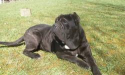 Echo is a big boy, 200lbs...gentle giant. needs to be indoors and spoiled rotten...great with kids and other dogs.
