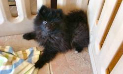 " RAGNAR'S" PARENTS ARE BOTH QUALITY AKC REGISTERED POMERANIANS AND ARE OUR INDOOR FAMILY MEMBERS. MOM IS 7.5 LBS AND DAD IS 4.5 LBS. RAGNAR IS BLACK WITH JUST A TOUCH OF WHITE AND WILL BE APPROX 7 LBS AT MATURITY . HE IS A VERY CALM, HEALTHY AND LOVING