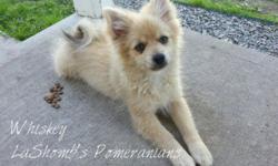 I have an AKC male Pomeranian for sale to the right pet home or small breeding home. His pet price is $400 (obo) and breeding price is $550. Whiskey is cream merle with one blue and one brown eye. He would do well with a family with kids or an older