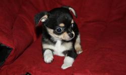 This cute little guy is ready to go to his new home.He is up to date on shots,wormed and paper trained.DOB 4-25-16
He is being offered as a pet for $500
Ph (585)637-8357
Website: www.bjschihuahuas.com
