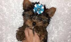 I HAVE THE BEST VALENTINES GIFT!!!! A PARTI-CARRIER YORKIE PUP....HE IS PET ONLY... SHOTS , DEWCLAWS, TAIL DOCKED, HEALTH CERT, DEWORMED.... COMES WITH FOOD, PEE-PEE PAD, WARRANTY AND A YORKSHIRE TERRIER TEE SHIRT... PLEASE ONLY SERIOUS INQUIRIES....
