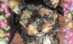 I HAVE ONE AKC PARTI-CARRIER YORKIE. he is 8 weeks old and has shots, dew claws, tail cropped, dewormed and health cert... he has short legs, compact body and doll face... he is charting to be 4 pounds full grown. Only serious people reply... tel#