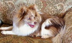 BEAUTIFUL BLUE EYED CHOCOLATE MERLE PARTI GAL. 9 MO OLD. "GARNET" IS A VERY LOVING POM THAT HAS GONE A BIT ABOVE THE AKC STANDARD OF 7 LBS. SHE IS 10 LBS AND IS SUITABLE FOR A FAMILY WITH GENTLE CHILDREN. SHE LOVES EVERYONE AND IS PAD AND DOGGIE DOOR