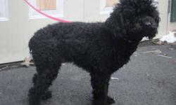 born 4/9/11 15lb akc mini black poodle comes from german lines many canadian, german ,and american champions great gait . 4 champs in her 4 generation pedigree alone. her mom was apricot her dad black... she is crate trained..great with kids and dogs and