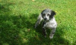 born 4/9/11 15lb akc mini black poodle comes from german lines many canadian, german ,and american champions great gait . 4 champs in her 4 generation pedigree alone. her mom was apricot her dad black... she is crate trained..great with kids and other