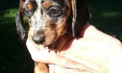 AKC Mini Dachshund - Black - female. First shot and wormed , will be about 7 - 8 lbs when mature..