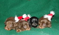 3 choc n tan long hair males
1 black n tan long hair male
950 each
They will be ready for Xmas
Choc n cream mother 7 lbs
1year health guarantee, free shot and puppy kit + toy
Discount if u pay in full with cash. Credit cards accepted.
This ad was posted
