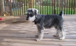 Beautiful strong and sturdy. Raised and socialized in my home with their mom and grandparents.2 females left out of a litter of 6. Healthy with good temperaments. Intelligent, loving, devoted companions and family pets. Schnauzers do not shed but do need