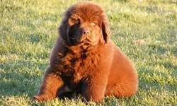 We are planning a litter of brown puppies due in the Spring of 2014. Cystinuria cleared, OFA certified. Huge International Champion Lines. A $100 deposit will hold your spot for a puppy. Puppies are AKC registered and come UTD on all vaccinations,