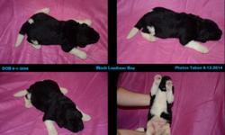 A litter of 3 adorable Newfoundland puppies were born 8-1-2014.
Dad is a black and white landseer, Mom is a brown.
The litter consists of 2 gray and white females and 1 black and white male.
Dad and Mom OFA'd hips and patellas.
Puppies will come with:
Age