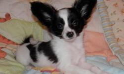 Loving AKC registered papillon male waiting for a forever home. $600.00 PET PRICE... ADD 200.00 FOR FULL REGISTRATION. Will be about 6 lbs. full grown as parents are 6 lbs. and 7 lbs. Has had his first 2 sets of shots and wormed. Raised on our home with