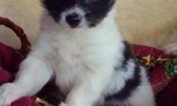 2 adoreable papillon male pups. Beautiful AKC Champion bloodlines .Raised in home-grandkid socialized, love cats, precious, gorgeous friendly playful, healthy vet checked. Wormed and first shot.Health garanteed. For sale to loving pet home- neutering