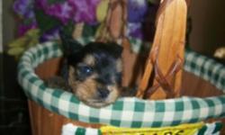 From time to time I retire adults from my breeding program, and downsize. This is AKC "Paris" as we call her, her official name is Nothley's Gina Web on her papers. She's been a good free whelping mom and has had 4 litters of tiny puppies. She is up to