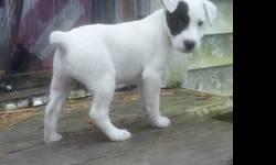 2 Female Parson russell terrier puppies. Born 9-7-12. 8 weeks old. One white with tri-markings and sister is white with black markings. Vet checked with first shots, dew claws removed, tails docked and worming. Champion bloodlines. Bred to maintain the