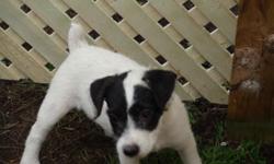 Available is one female parson russell puppy born on 3-19-14. She is white with black markings. She has been vet checked, with first shots, tail docked, dew claws removed and wormed. Champion bloodlines and are bred to maintain the integrity of the lines