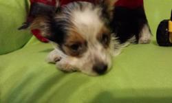 This spunky little guy is 8 weeks on 12/12. As a yorkie he is non shedding and hypoallergenic. He will come utd with his immunizations vet checked and with a puppy pack to ease the transition. He is a great family addition. If you are willing to be a