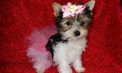 1 akc female yorkie born valentines day . shots, health cert, tails and dew claws done. very playful she is charting to be like 7 - 71/2 lb only serious calls please... you can contact me at 904-502-9891 teresa LAST 2 PICTURES ID DADDY AND MOMMY