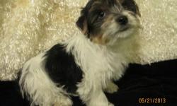 Adorable little Parti boys Yorkie ,UTD on shots and Worming ...nice short and coby bodies ...great personalities...sweet dispositions, DOB 3/12/13 and ready to go to their new home ..his ears are working on standing up ,all most there...
any questions
