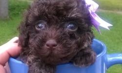 Chocolate phantom female tiny Toy Poodle puppy. Born 7/11/14. Ready to go to her new home September 5. She comes with age appropriate vaccines and worming. Also a 2 year health guarantee. Her Mother is a 5 lb solid chocolate from Tennessee and Dad is a 4