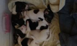 We have 5 purebred dachshund puppies for sale in Syracuse. We have 1 female and 4 males. The mostly white one is the female. They come from a loving home, and are well cared for. Puppies were born on June 25th. Visit www.woodside-doxies.com for more