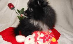 PERFECT FOR VALENTINES!!!! Beautiful little black with white markings Pom. Ready To Go! He is being raised in my home and NOT a kennel. He is very well-socialized and smart too! He will go to his new home with a care package with everything you need to