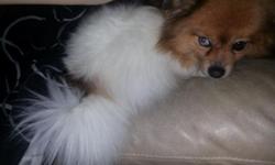 AKC Name: LaShomb's Foxy Girl
Call Name: Foxy
DOB: September 26, 2011 ( 2 years & 11 months)
AKC Color: Cream Sable Parti Merle with one blue and one brown eye
Adult Size: normally 7lbs but currently 11.6lbs
Foxy is available to a loving pet home only on