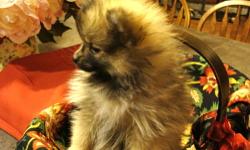 TINY AKC POMERANIAN PUPPIES. MOM IS A WOLFSABLE 6LBS AND DAD IS A 4.5 LB CREAM POM. PUPPIES RAISED IN A SMOKE FREE LOVING HOME. FEMALES ARE $700. PUPPIES WILL HAVE UP TO DATE, AGE APPROPRIATE SHOTS/VET EXAM. PLEASE CALL ANNIE AT 518-297-3770.