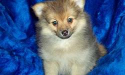Romulus is an orange sable lap puppy. That said, he can be rather playful when the mood strikes him. He is up to date on shots and worming. Romulus uses Advantage Multi for flea, heartworm, and hook/whip/roundworm prevention. We do not ship. Any potential