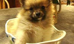 TINY PARTI POMERANIAN PUPPIES. BOTH PARENTS 5 LBS. RAISED IN OUR SMOKEFREE HOME WITH LOTS OF TLC. FED HOLISTIC SUPER PREMIUM PUPPY FOOD. WILL COME WITH 1st PUPPY SHOTS/VET EXAM. VERY HEALTHY, EASY TO TRAIN AND ARE NOT YAPPY. VERY AFFECTIONATE AND WELL