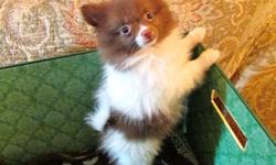 HEALTHY , WELL SOCIALIZED POMERANIAN PUPPIES FROM SEVERAL LITTERS AVAILABLE. PARENTS ARE AKC REGISTERED. WILL HAVE VET EXAM AND AGE APPROPRIATE SHOTS. PRICES VARY ACCORDING TO SIZE, COLOR, BLOODLINES. BOYS START AT $400. FEMALES $ 600 TO $700. SOME ARE