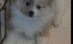 Nice litter of pomeranians. I have 2 pups available. Mom is a 7 pound black parti and dad is a 4 1/2 pound red merle. Male puppy is a sabe parti, One female is a black with small amount of white. they are now 10 weeks old and ready for thier forever home.