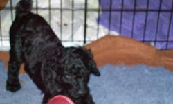 Tony's poodles have blessed him with another litter. Prices start at $600 and go up depending on size and if you want papers. You can reach him at
585-245-4779. Please tell him that you saw Carol's add on e-bay so he will know which ads are being seen! If