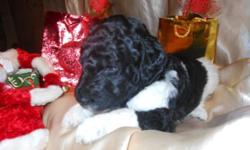 AKC Standard Poodles. Ready in January 3rd.
Parti chocolates and black and whites.
Parents are pets. Puppies are raised indoors and socialized.
Will be vet checked with first shots and wormings.
Health guarantee.
Will go home with food, toys, security
