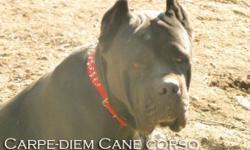 Hi,
Enzo is a solid black 2 and 1/2 yr old proven adult male. He stands at 27" tall and 130lbs all muscle. He has imported line and is a family raised dog. He is inside dog , great with kids and had great temperament. He has been professionally trained