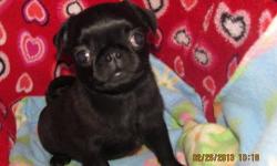beautiful pug puppies . born 5-7-13,beautiful. having trouble with my email ,call me rob 315-749-4373. 6 fawn 2 black. i promised 14 people to contact them .call me. ps pics in a couple weeks ,thanks rob pss 2 blk males,3fawn males,3fawn females